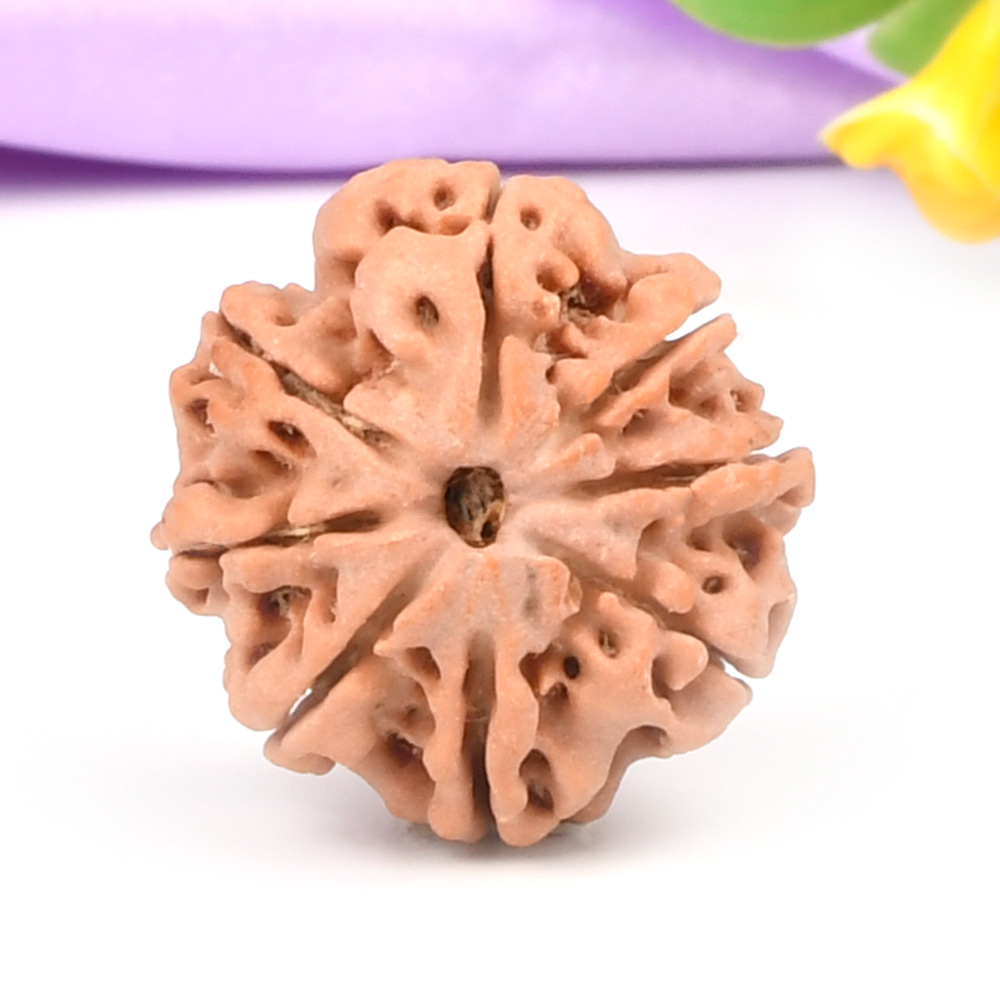 8 Mukhi from Nepal - CCCXCVIII